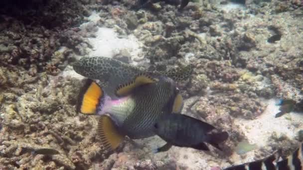 Podwodne Wideo Titan Triggerfish Lub Balistoides Viridescens Zatoce Tajlandzkiej Olbrzymie — Wideo stockowe