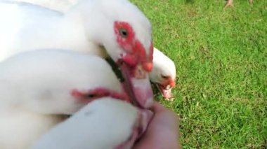 POV Kadını, elinde beyaz ördekler ya da hayvan parkındaki kaz sürüsüyle beslenir. Vejetaryen, vejetaryen, serbest çiftlik hayvanları kavramı. Kapatın. Sevimli ve sevimli bir hayvan. İyilik kavramı