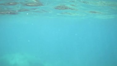 Dalış ya da şnorkelle dalma tehlikesi var. Uzakta yüzen köpekbalıklarının sualtı videosu. Su altı avcılığı, tüplü dalış turist paniği. Su altı yaban hayatı.