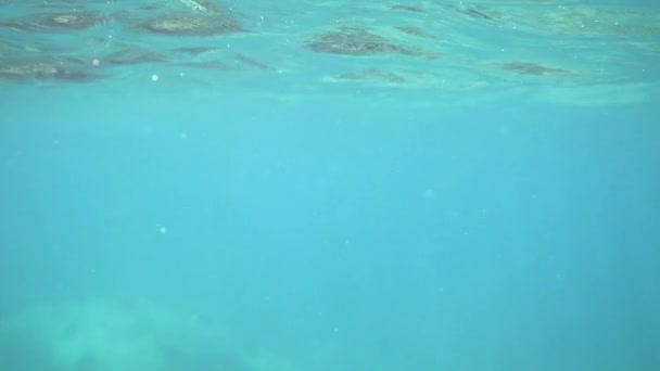 Dalış Şnorkelle Dalma Tehlikesi Var Uzakta Yüzen Köpekbalıklarının Sualtı Videosu — Stok video