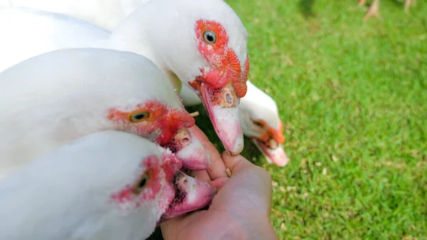 Pov Woman Feeds Her Hand Flock White Ducks Goose Animal — Stock fotografie
