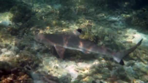 Tropical Seascape Coastline Blacktip Reef Shark Underwater Underwater Video Shark — Stock Video