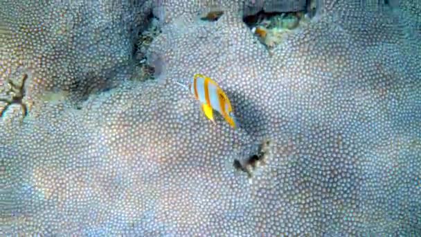 버터플라이 Copperband Butterflyfish 스트라투스 Chelmon Rostratus 물고기는 타이안다만 아름다운 노란색 — 비디오