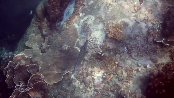 タイ湾でのスクロールされた魚や子宮スクリプトスのペアの水中ビデオ サンゴ礁の中で美しい熱帯魚のスイミングを閉じます 野生動物 海の生活 スキューバダイビングやシュノーケリング — ストック動画