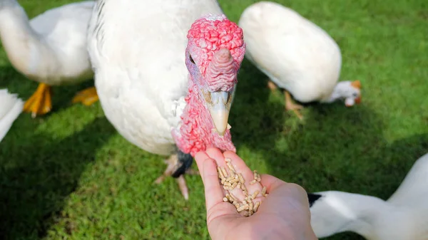 Pov Woman Farmer Feeding Hands Grain White Turkey Ducks Green — Foto de Stock