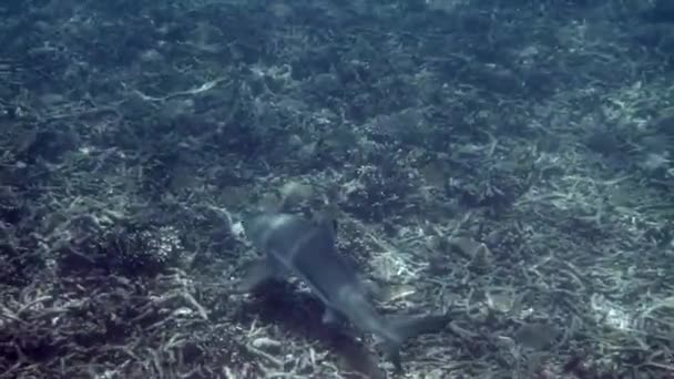 Tropické Moře Pobřeží Černým Útesem Žralok Pod Vodou Podvodní Video — Stock video