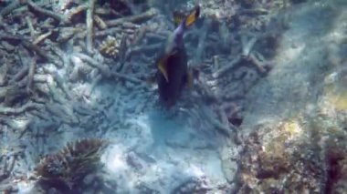 Titan Triggerfish ya da Balistoides 'in su altı videoları Tayland Körfezi' nde canlanıyor. Resifler arasında yüzen dev tropikal balıklar. Vahşi doğa, deniz hayatı. Tüplü dalış ya da şnorkelle dalış. 