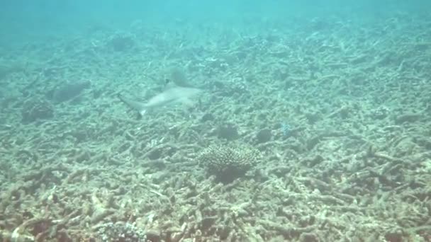 Situación Peligro Buceo Snorkel Video Submarino Tiburones Nadadores Lejos Caza — Vídeos de Stock