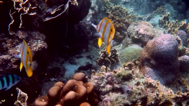 Pair Copperband Butterflyfish Chelmon Rostratus Fish Long Nose Sea Marine — Stockvideo