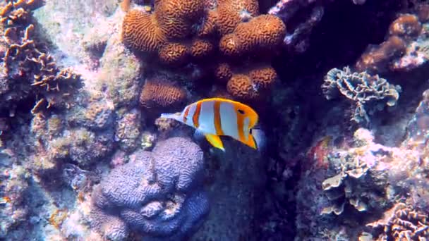 Copperband Butterflyfish Chelmon Rostratus Fish Long Nose Andaman Sea Thailand — Stockvideo