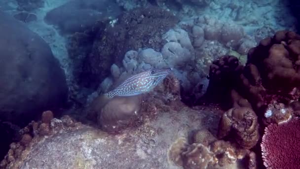 タイ湾でのスクロールされた魚や子宮スクリプトスのペアの水中ビデオ サンゴ礁の中で美しい熱帯魚のスイミングを閉じます 野生動物 海の生活 スキューバダイビングやシュノーケリング — ストック動画