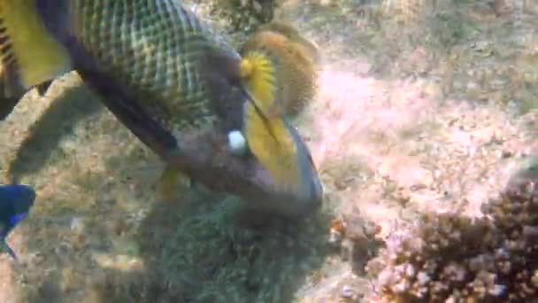 Podvodní Video Titan Triggerfish Nebo Balistoides Viridescens Thajském Zálivu Obří — Stock video