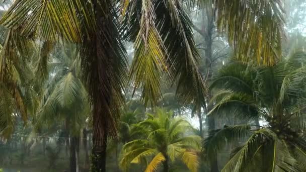 Rainy Season Asian Tropical Country Heavy Rain Wind Jungle Nature — Αρχείο Βίντεο