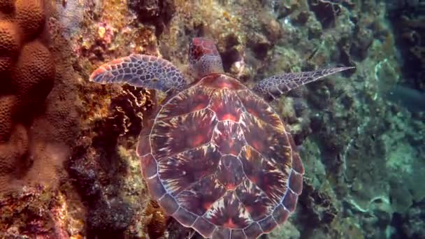 Sea Turtle Swims Water Small Tropical Fishes Background Coral Reefs — Stock Video