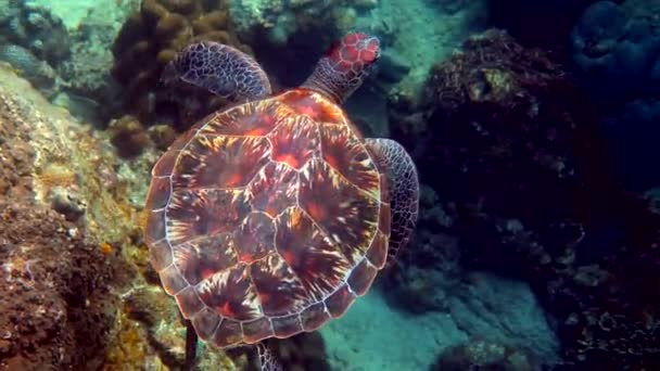 Морская Черепаха Плавает Водой Маленькими Тропическими Рыбками Фоне Коралловых Рифов — стоковое видео