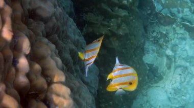 Bir çift kelebek balığı ya da denizdeki uzun burunlu chelmon rostratus balığı. Deniz hayatı. Tropikal mercanlar arasında yüzen güzel sarı çizgili balıklar. Deniz yaban hayatı. Su altı videosu.