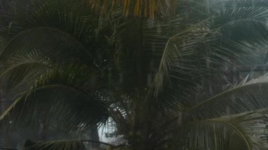 Rain in tropics during low season or monsoon season in Thailand. Raindrops falling on palm trees leaf. Tropical rainforest landscape during heavy rain.