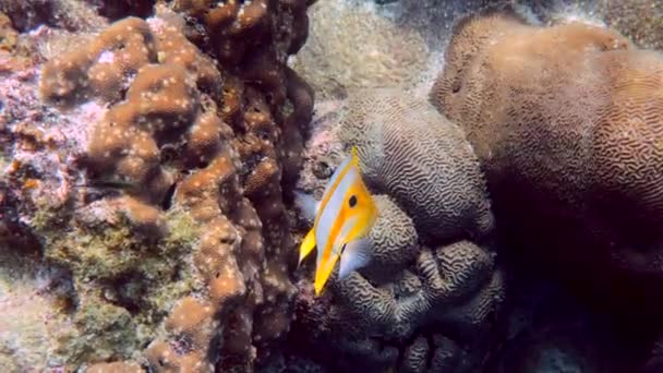 在泰国安达曼海发现了长鼻子的鳞带蝶鱼或红鲱鱼 美丽的五彩斑斓的黄色条纹鱼在热带珊瑚之间游动 海洋野生动物 水下录像 — 图库视频影像
