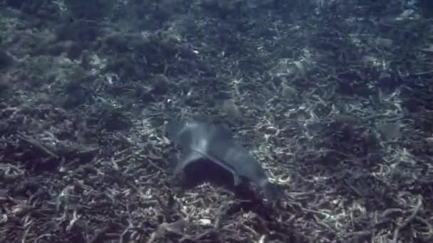 Tropische Meereslandschaft Küste Mit Schwarzspitzenriffhai Unter Wasser Unterwasservideo Vom Hai — Stockvideo
