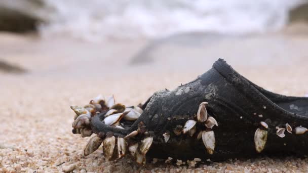 Barnacles Mollusks Lived Rubber Shoe Sea Beach Unity Nature Man — Stockvideo