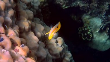 Bakır bant Kelebek balığı ya da Andaman Denizi, Tayland 'da uzun burunlu chelmon rostratus balığı. Tropikal mercanlar arasında yüzen güzel sarı çizgili balıklar. Deniz yaban hayatı. Su altı videosu.