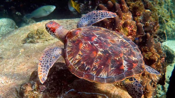 Sea turtle swims underwater with small tropical fish on background of coral reefs. Hawksbill sea turtle at Thailand on diving or snorkeling underwater. Marine life in wild nature. Slow motion
