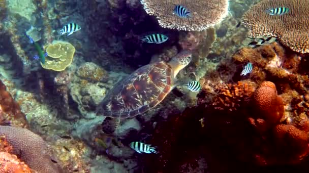 Mořská Želva Plave Pod Vodou Malými Tropickými Rybami Pozadí Korálových — Stock video