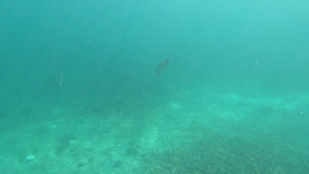 Selfie Del Hombre Nadando Bajo Agua Snorkeling Máscara Facial Completa — Vídeos de Stock