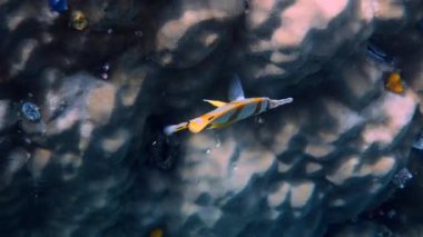 Bakır bant Kelebek balığı ya da Andaman Denizi, Tayland 'da uzun burunlu chelmon rostratus balığı. Tropikal mercanlar arasında yüzen güzel sarı çizgili balıklar. Deniz yaban hayatı. Su altı videosu.