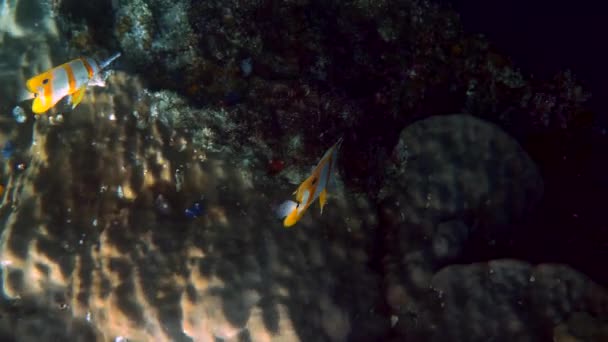 Par Copperband Butterflyfish Chelmon Rostratus Peixe Com Nariz Longo Mar — Vídeo de Stock