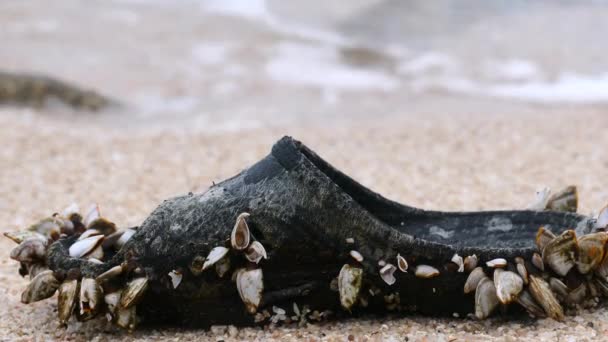 Μαλάκια Του Στρειδιού Ζούσαν Ένα Λαστιχένιο Παπούτσι Στην Παραλία Που — Αρχείο Βίντεο