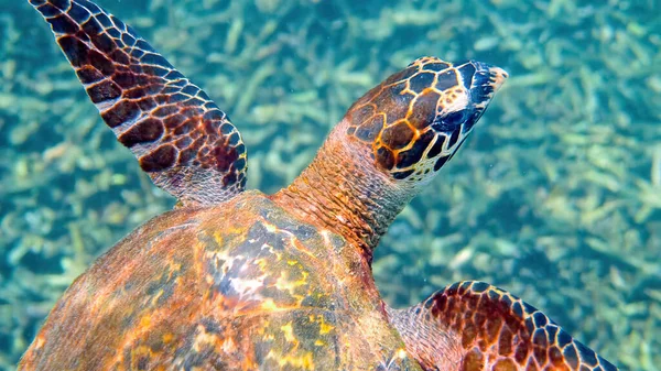 海亀はサンゴ礁を背景に小さな熱帯魚と水中で泳ぐ タイでのホークスビルウミガメは水中でダイビングやシュノーケリングをしています 野生生物の海洋生物 閉じろ — ストック写真