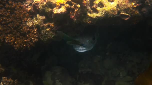 热带海的岩石和珊瑚礁下隐藏着大豪猪普弗鱼 在泰国克拉丹岛的珊瑚中 有着可爱的口交鱼或气球鱼的海底世界游动着 — 图库视频影像