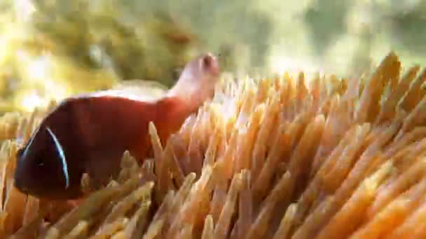 Carino Pesce Anemone Che Gioca Sulla Barriera Corallina Primo Piano — Video Stock