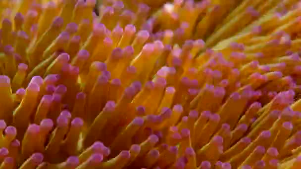 Close Anêmona Mar Mundo Subaquático Com Corais Peixes Mergulho Snorkeling — Vídeo de Stock