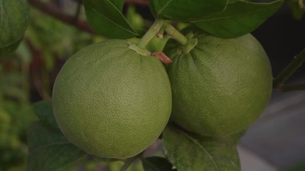 热带花园的枝条上挂着绿色的石榴果 柑橘树 有石榴 柑橘最大的树 亚洲两个新鲜生石榴 — 图库视频影像