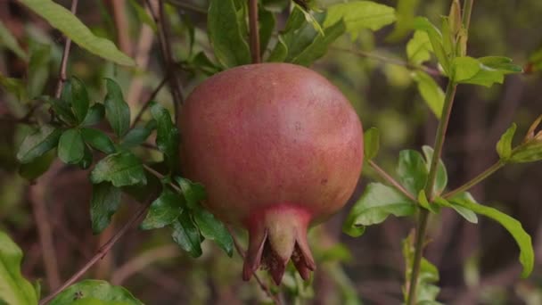 Rijp Rood Granaatappel Fruit Groeien Boomtak Tuin Sappig Biologisch Fruit — Stockvideo