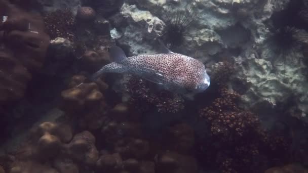 大きなポルカピン パファー熱帯塩水で泳ぐ魚 クラダン島のサンゴ礁やサンゴの間でかわいいふぐやバルーンフィッシュと水中世界 — ストック動画