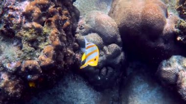 Bakır bant Kelebek balığı ya da Andaman Denizi, Tayland 'da uzun burunlu chelmon rostratus balığı. Tropikal mercanlar arasında yüzen güzel sarı çizgili balıklar. Deniz yaban hayatı. Su altı videosu.