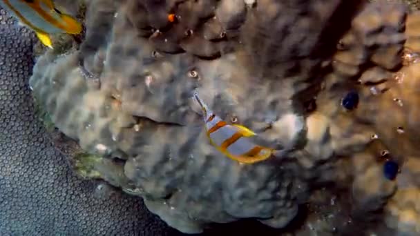 Paar Koperen Vlinder Chelmon Rostratus Vissen Met Lange Neus Zee — Stockvideo