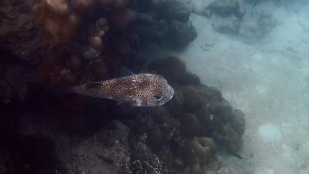 Big Porcupine Puffer Fish Swimming Tropical Salt Water Underwater World — Stock Video