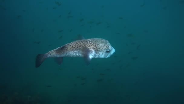 Büyük Kirpi Balığı Tropikal Tuzlu Suda Yüzüyor Tatlı Kirpi Balığı — Stok video
