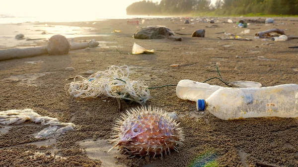 Ecological disaster, shore of sea beach is littered with plastic debris, empty bottles and dead fish after high tide. Ocean trash on sunset coastline. Ecology, global warming, planet pollution concept