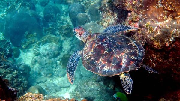 Underwater Shot Wild Sea Turtle Swimming Tropical Corals Fishes Aquatic — Stock Photo, Image