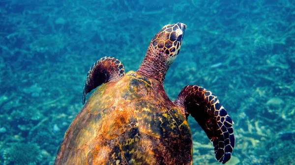 Υποβρύχια Λήψη Άγριας Θαλάσσιας Χελώνας Που Κολυμπάει Ανάμεσα Τροπικά Κοράλλια — Φωτογραφία Αρχείου