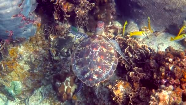 Víz Alatti Felvétel Vad Tengeri Teknős Úszás Között Trópusi Korallok — Stock videók