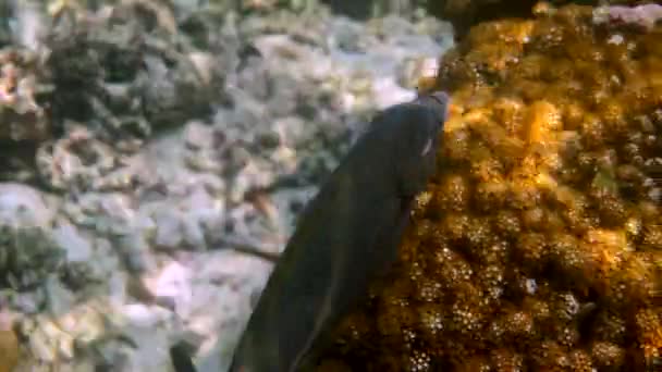 Vídeo Subaquático Coelhos Manchados Ouro Siganus Punctatus Recife Coral Tailândia — Vídeo de Stock