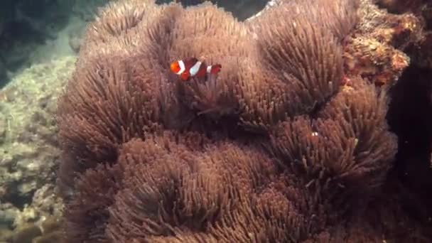 Video Subacqueo Pesci Mare Sulla Barriera Corallina Tropicale Fauna Marina — Video Stock