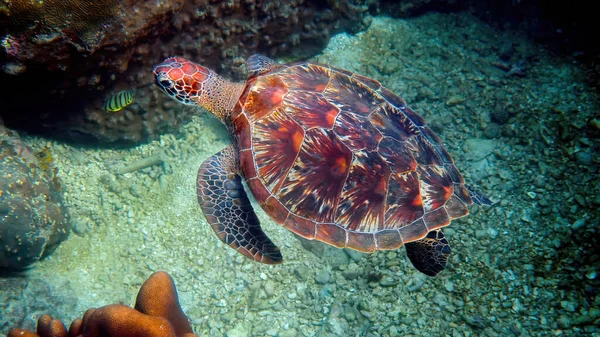 Inyección Submarina Tortuga Marina Salvaje Nadando Entre Corales Tropicales Peces — Foto de Stock