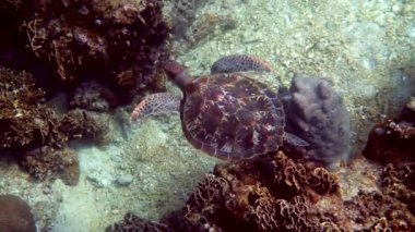Tropikal mercanlar ve balıklar arasında yüzen vahşi deniz kaplumbağasının sualtı çekimi. Su canlıları, okyanus sürüngenleri doğal ortamlarında. Vahşi yaşam doğası.